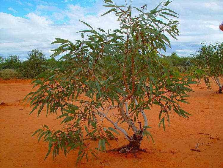 desert tree