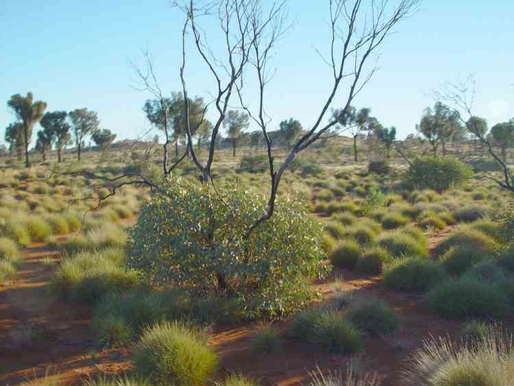 acacias
