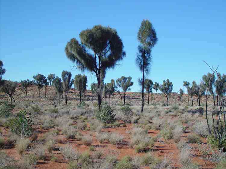 Desert Oaks