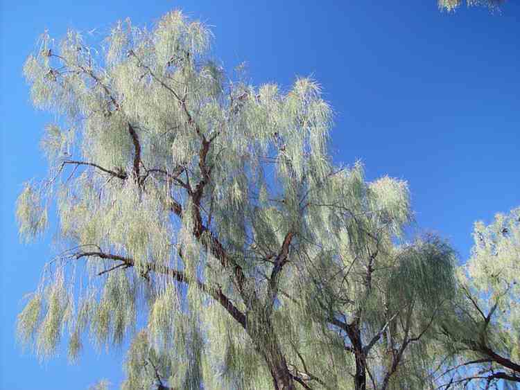 Desert Oaks