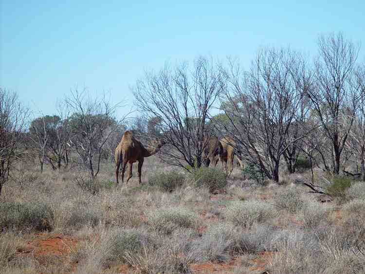 camels