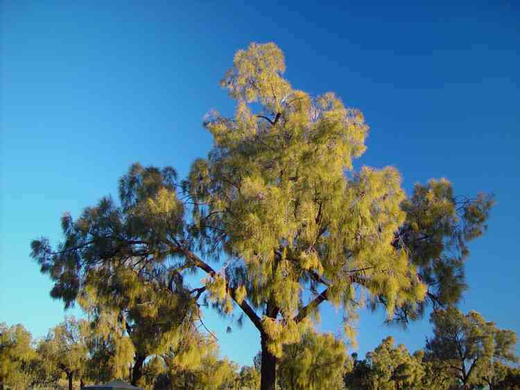 Desert Oaks