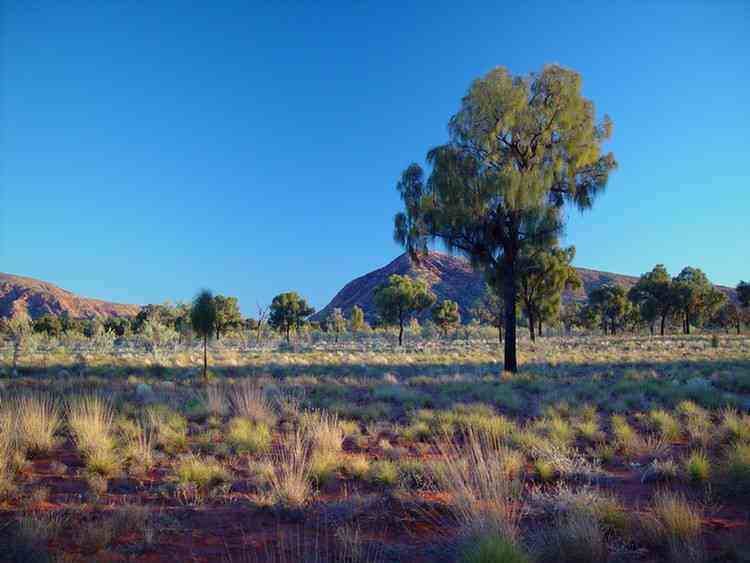 desert oaks